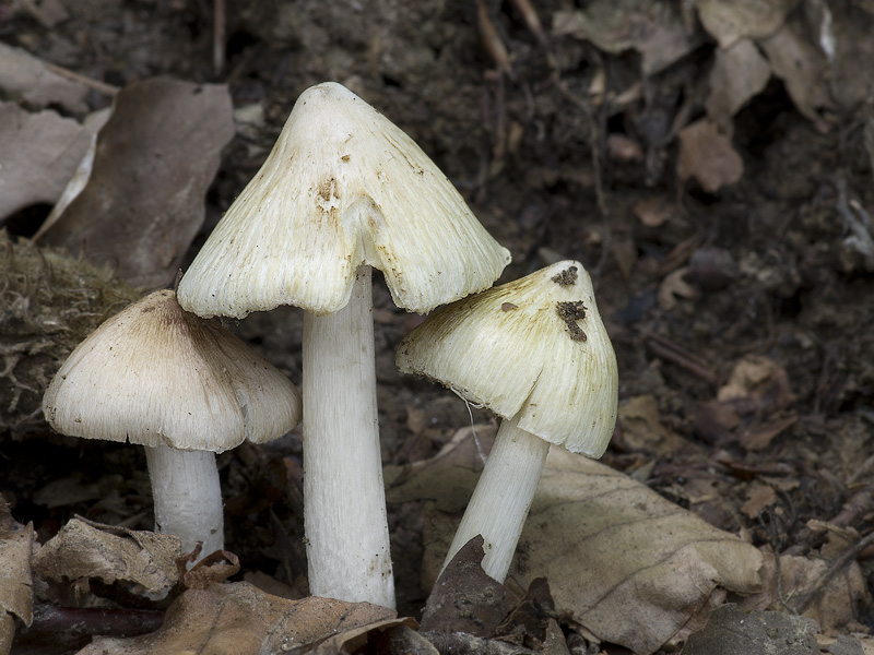 Inocybe rimosa